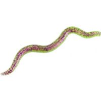 4005652007229 - Wiggle Worm - 8cm - 6 stk. - Flydende - Farve: Purple Chartreuse - 133260004