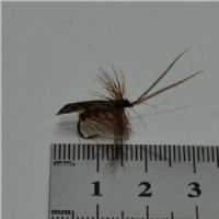 DRY0111 - Horned Sedge - Str.12<br>