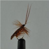 DRY0111 - Horned Sedge - Str.12<br>