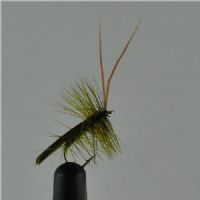 DRY0141 - Horned Sedge - Str.12<br>