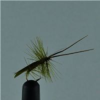 DRY0142 - Horned Sedge - Str.14<br>