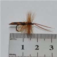 DRY0151 - Horned Sedge - Str.12<br>