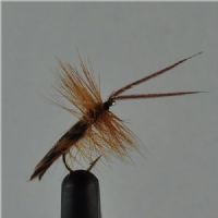 DRY0151 - Horned Sedge - Str.12<br>