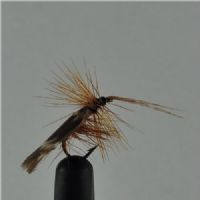 DRY0152 - Horned Sedge - Str.14<br>