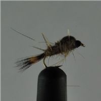 DRY0243 - G R Hares Ear Ny - Str.16<br>