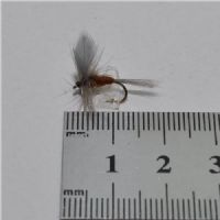 DRY0624 - Leptophlebia Maginata Dun - Str.14<br>