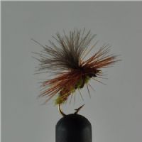 DRY0631 - Biot Aurivilli Dun - Str.16<br>