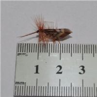 DRY0651 - Tape Wing Sedge - Str.14<br>