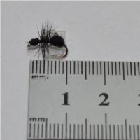 DRY0663 - Black Ant Hackle - Str.14<br>