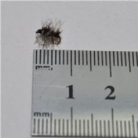 DRY0664 - Griffins Gnat - Str.20<br>