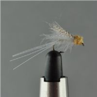 DRY1242 - CDC Biot Compara dun Calli Baetis - Str.14<br>