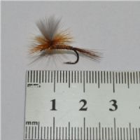 DRY1264 - Parashute Red Quill - Str12.<br>