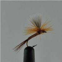 DRY1264 - Parashute Red Quill - Str12.<br>