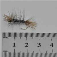 DWS0141 - GH Sedge - Str.8<br>