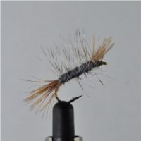 DWS0141 - GH Sedge - Str.8<br>