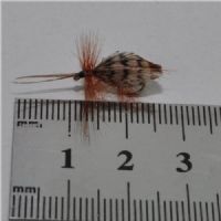 FLY1113 - Tape Wing sedge - Str.12<br>