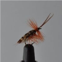 FLY1113 - Tape Wing sedge - Str.12<br>
