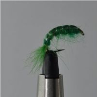 FLY1334 - Gammarus - Str.6<br>