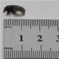 FLY1744 - CZ Red Hydropsyche - Str.12<br>
