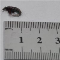 FLY1752 - CZ Red Hydropsyche - Str.14<br>