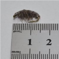 FLY2563 - Gammarus - Str.10<br>