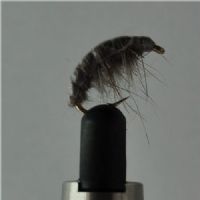 FLY2563 - Gammarus - Str.10<br>