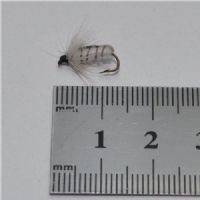 NY0124 - Corixa ny - Str.14<br>
