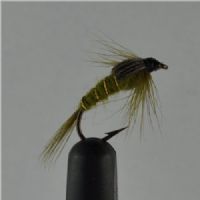 NY0163 - Olive ny - Str.12<br>