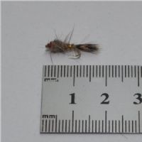 NY0263 - GR Hares Ear - Str.14<br>