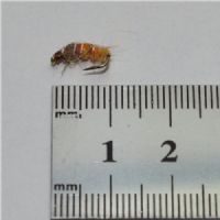 NY0362 - Amber and Orange - Str.14<br>