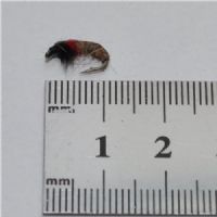 NY0382 - CZ Red Rhyacoplya - Str.14<br>