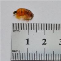 NY0384 - CZ Orange Hydropsyche - Str.14<br>