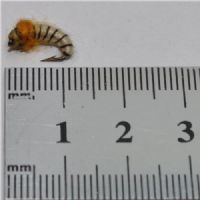 NY0442 - GH Sedge Puppa - Str.14<br>