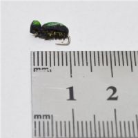 NY1312 - Micro Beetle Black/Green - Str.16<br>
