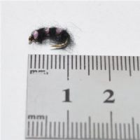 NY1344 - Black Pink Scud  - Str.14<br>