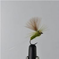 RIC0233 - Barbless Rhodani dun  - Str.12<br>