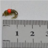 RIC0243 - Cz Hot Spot Shrimp - Str.14<br>