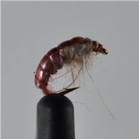 RIC0843 - Cz. ny Hares ear rusty - Str.12<br>