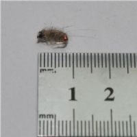 STR0151 - Killer Bug Sawyers favorit  - Str.16<br>Sawyers killer bug en meget solgt nymphe, meget effektiv