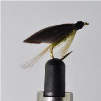 STR0163 - Olive Dun - Str.10<br>