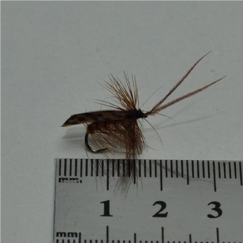 DRY0111 - Horned Sedge - Str.12<br>
