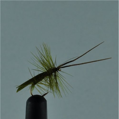 DRY0142 - Horned Sedge - Str.14<br>