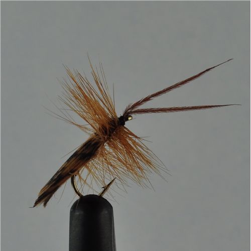 DRY0151 - Horned Sedge - Str.12<br>