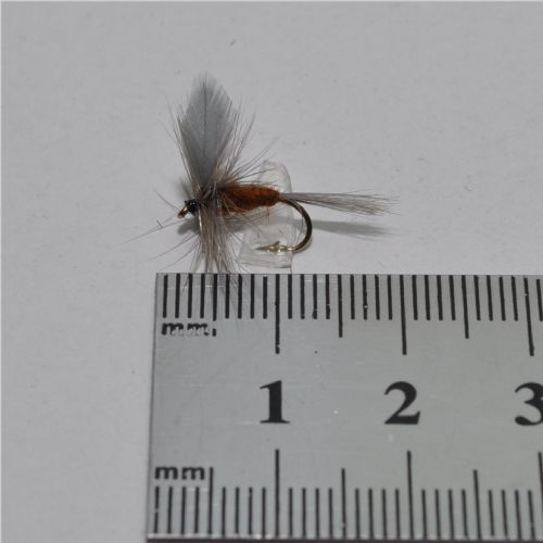 DRY0624 - Leptophlebia Maginata Dun - Str.14<br>