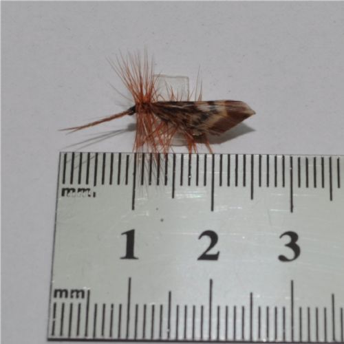 DRY0651 - Tape Wing Sedge - Str.14<br>
