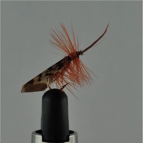 DRY0651 - Tape Wing Sedge - Str.14<br>