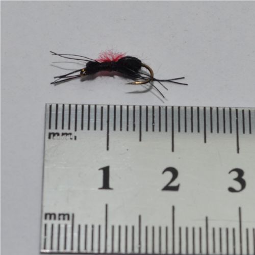 DRY1261 - Carpenter ant - Str.14<br>