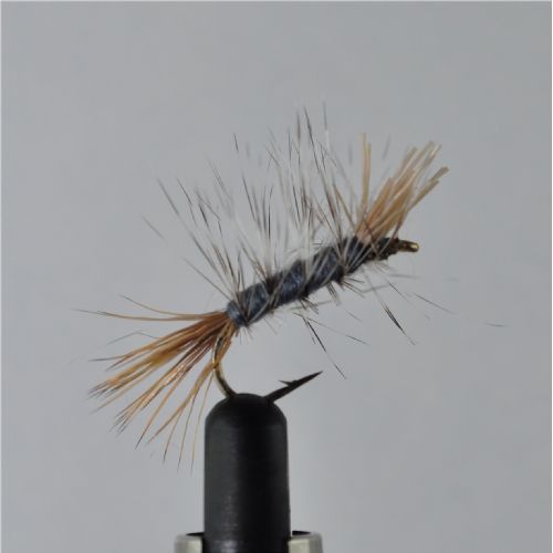 DWS0141 - GH Sedge - Str.8<br>
