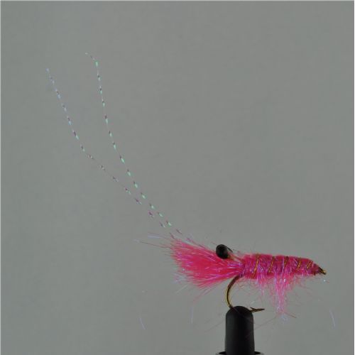 DWS0173 - DF Shrimp - Str6.<br>