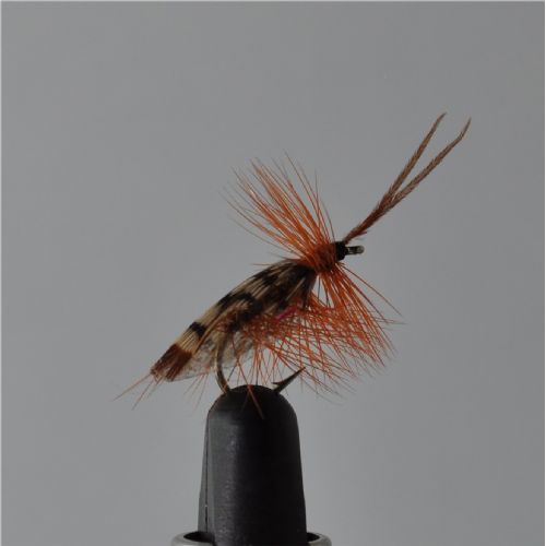 FLY1113 - Tape Wing sedge - Str.12<br>
